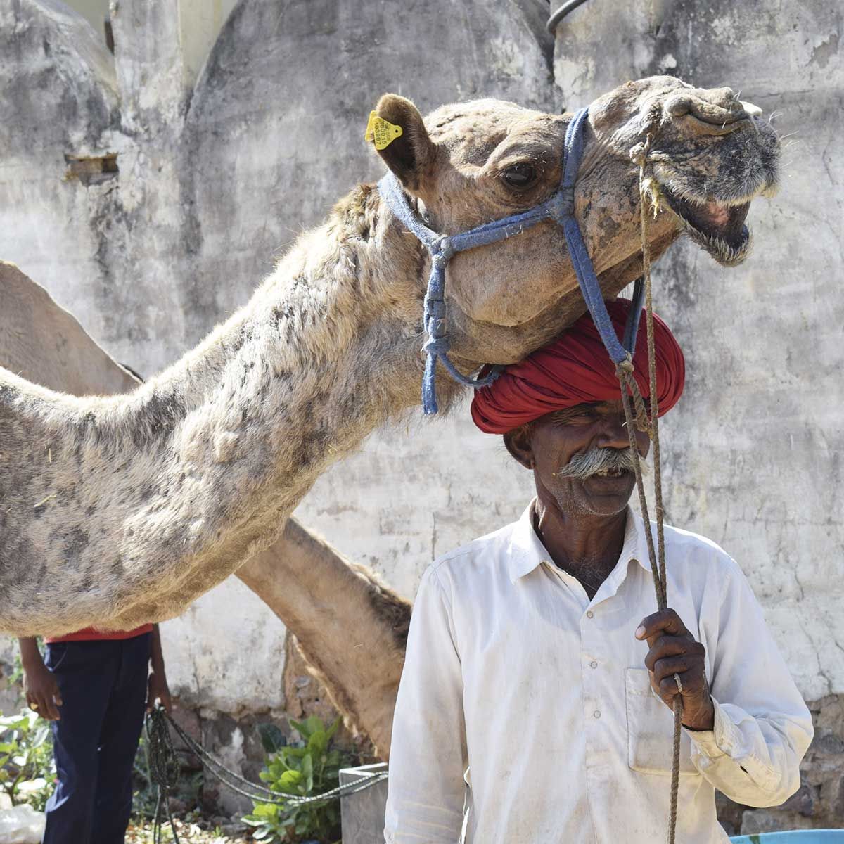 Bild: Mann mit seinem Kamel