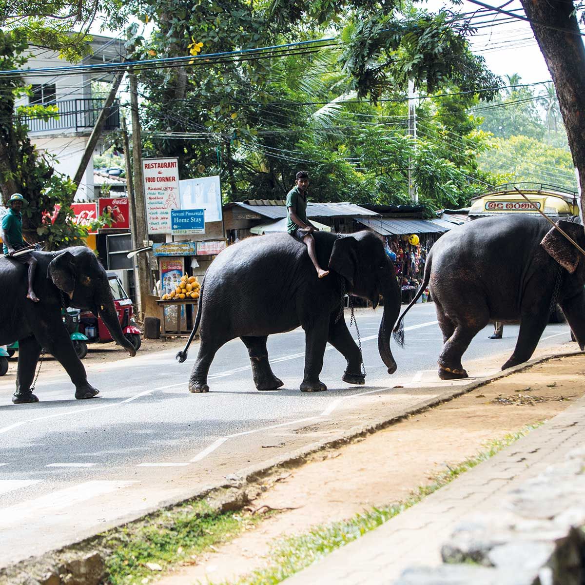 Image: elephants crossing street in India